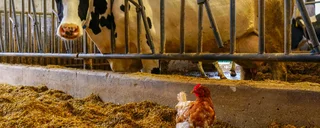 Agriculture & Animal Care