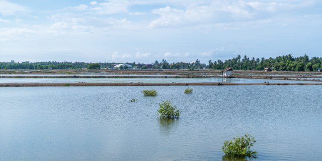 Bahtera Adi Jaya Menelusuri Peluang Industri Akuakultur Indonesia