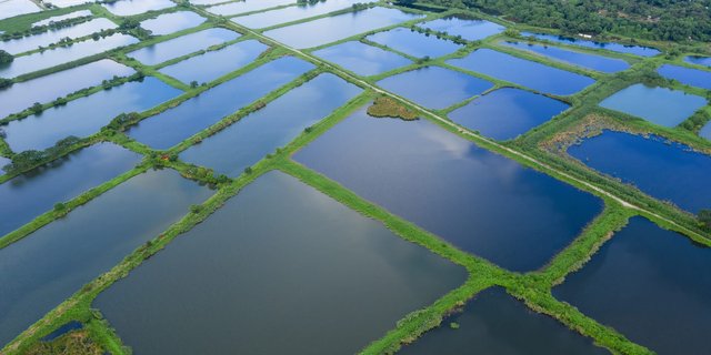 Shrimp Farming Indonesia: Strengthening Shrimp Health with Adisseo by Bahtera
