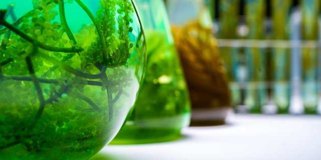 Green Solvent: An Agricultural Shift Toward Sustainability