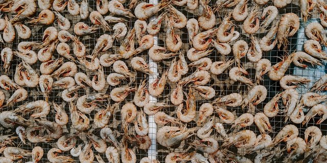 Top view of a shrimp farm with piles of freshly harvested shrimp arranged on nets.