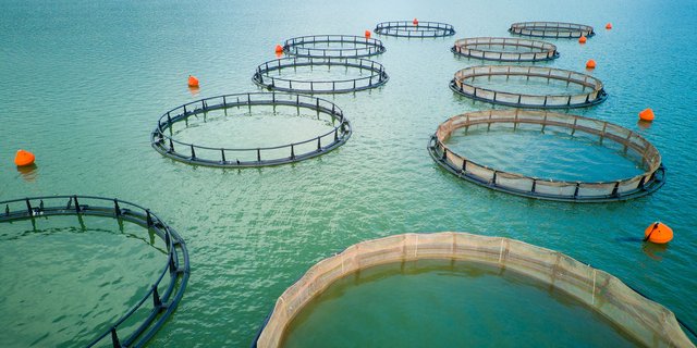 The Aquaculture Guide to Feed Additives