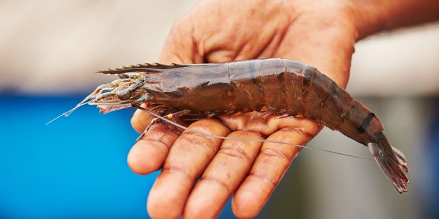 The Shrimp Immunity System and How Farmers Should Adapt to It