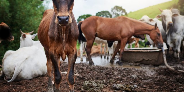 The Vicious Cycle of Malnutrition and Immunosuppression on Animals