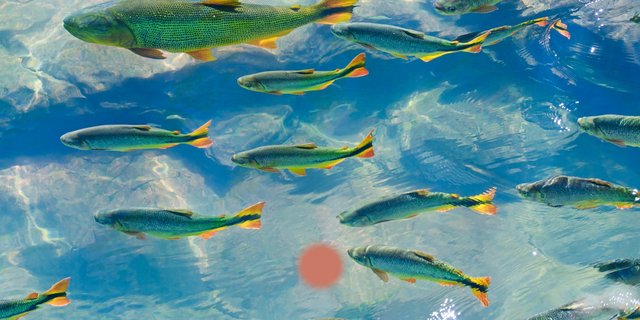 Unraveling the Underwater Threat: Pseudomonas in Fish and Its Perils