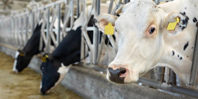 Brucellosis Under the Microscope: Vet Insights and Prevention Tactics