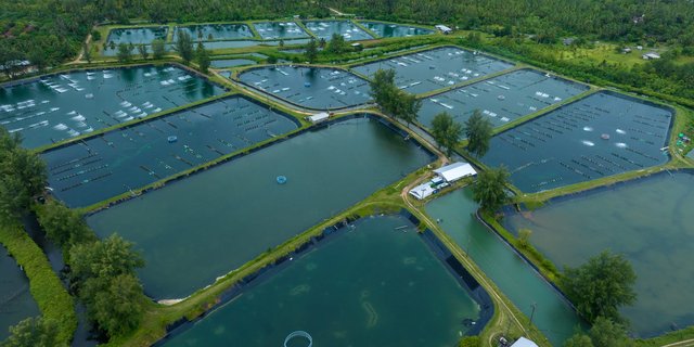 An aerial view of a large aquaculture farm with multiple fish and shrimp ponds.