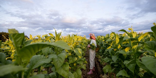 Addressing Agricultural Carbon Emissions with Mitigation Strategies and Eco-Friendly Solutions