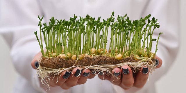 Plant Nutrition and Cultivating Growth from the Ground Up