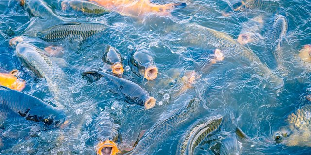 Kolam ikan berisi berbagai jenis ikan berwarna cerah, seperti koi, yang sedang berenang di air
