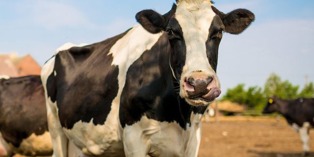 Anthrax Unmasked: Battling Booming Concerns with Disinfectant Vigilance