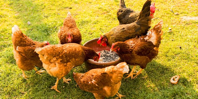 The Silent Killer: Mycotoxicosis in Poultry