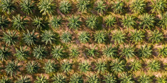 Out with Paraquat: Progressive Herbicide Phase-Out
