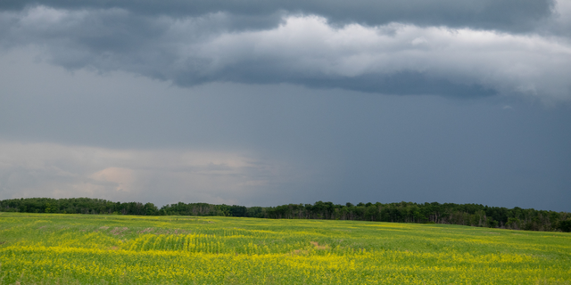 Wetting Agents in Pesticides: Emulan LVA’s Functions and Benefits