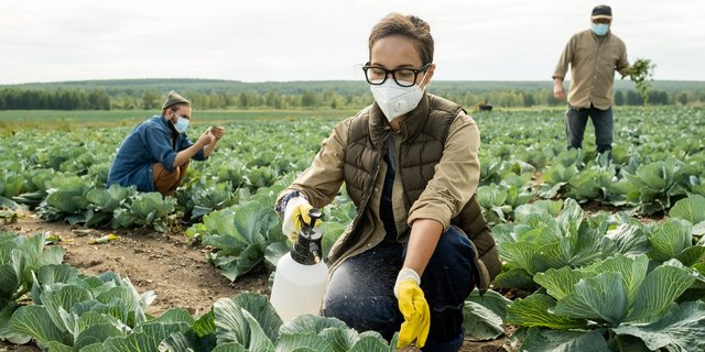 Petani menyemprotkan pestisida dengan wetting agent Emulan LVA di ladang kubis 