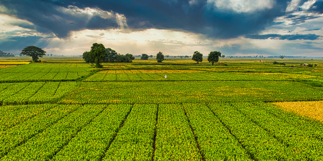 Emulan LVA & Lutensol Series Revolutionizing Pesticide Application in Horticultural Plantations