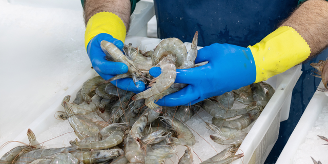 Shrimp Exports: Navigating Global Tariff Challenges with Local Aquaculture Strategies