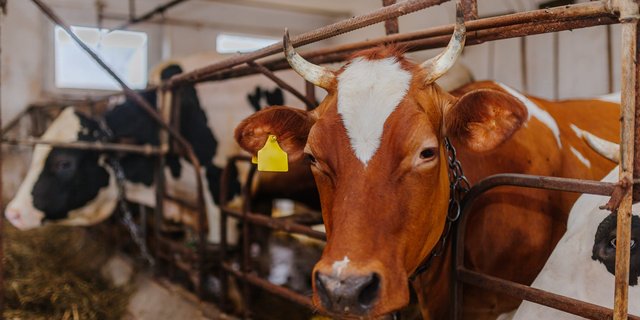 Brucellosis pada Sapi: Ancaman Serius Menjelang Idul Adha dan Cara Pencegahannya