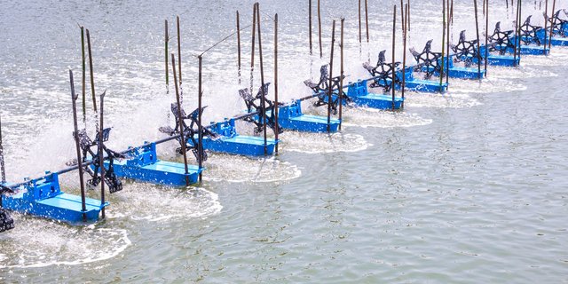 MinGro: The Best-Quality Solution for Shrimp Pond Minerals