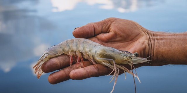 Shrimp Ponds Preparation Before Stocking: The Key to a Successful Farming Cycle