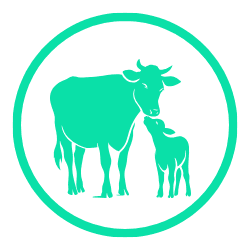 Animal Care