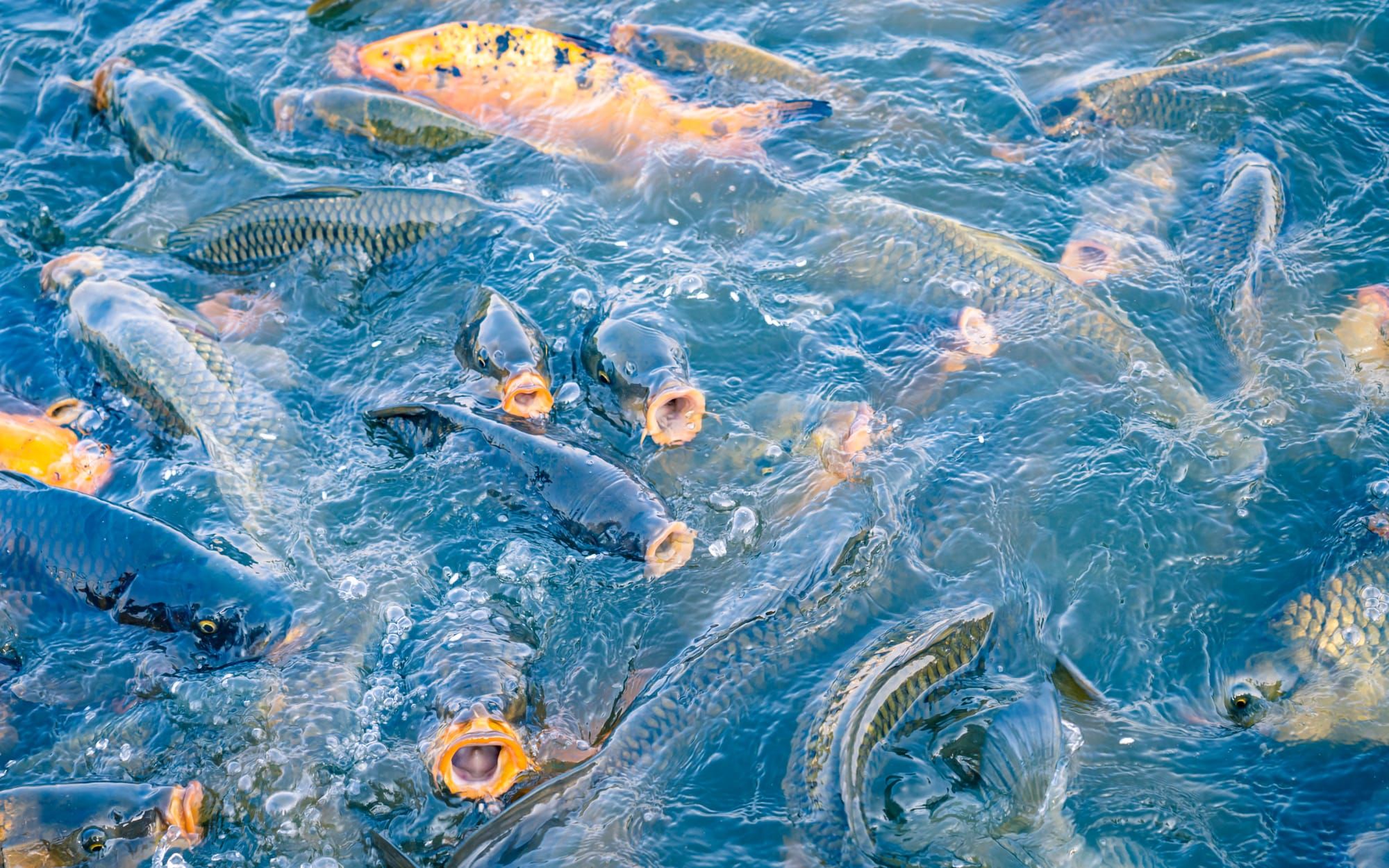 A Guide to Preventing and Treating Common Fish Diseases