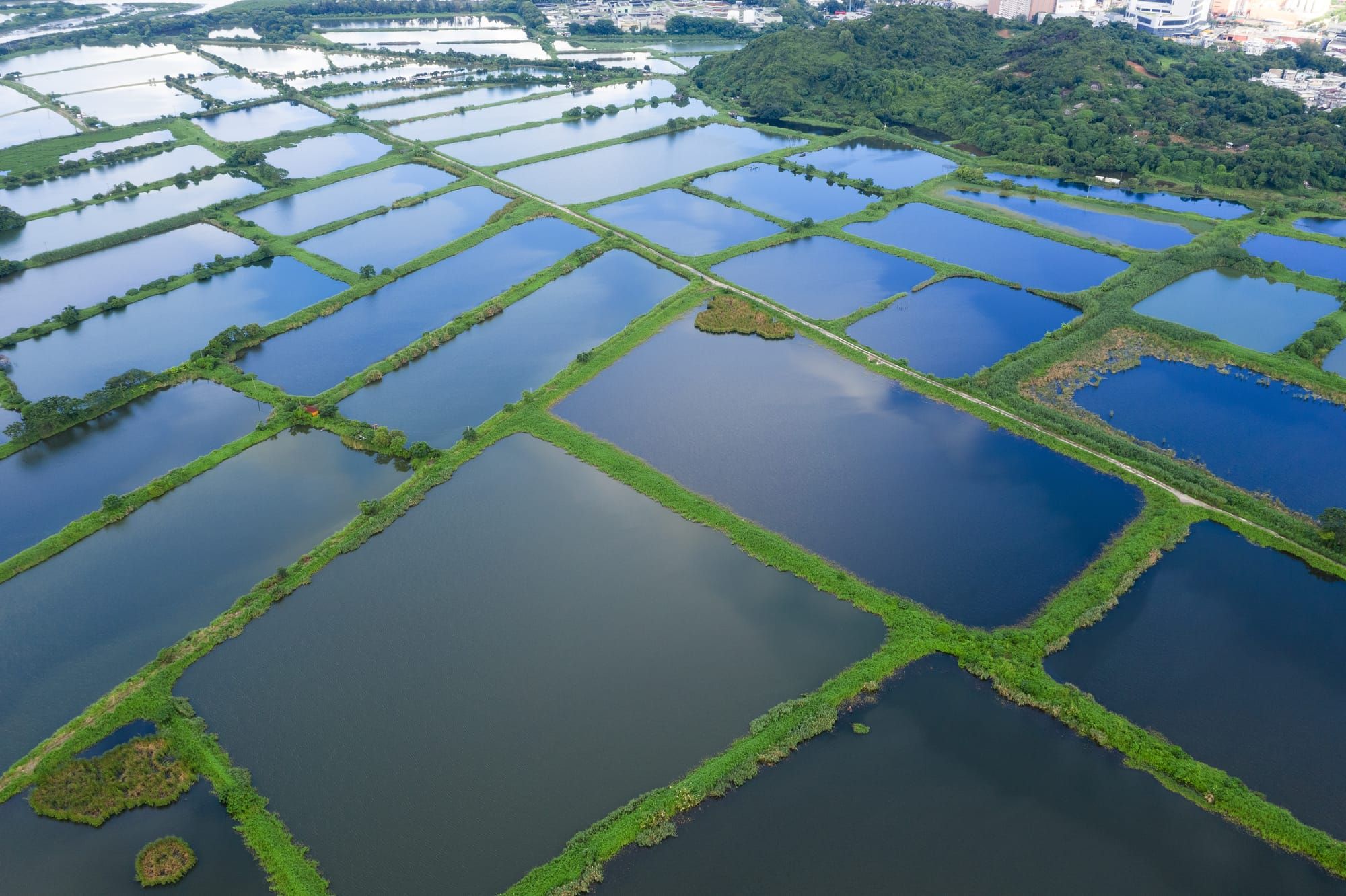 Shrimp Farmers Unite to Bolster Shrimp Health with Adisseo by Bahtera