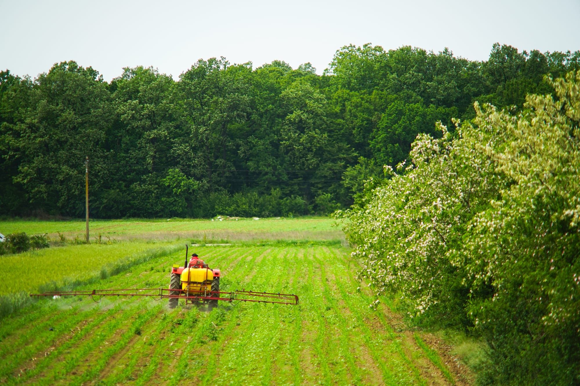 In the Weeds with Glyphosate IPA: A Comprehensive Glossary