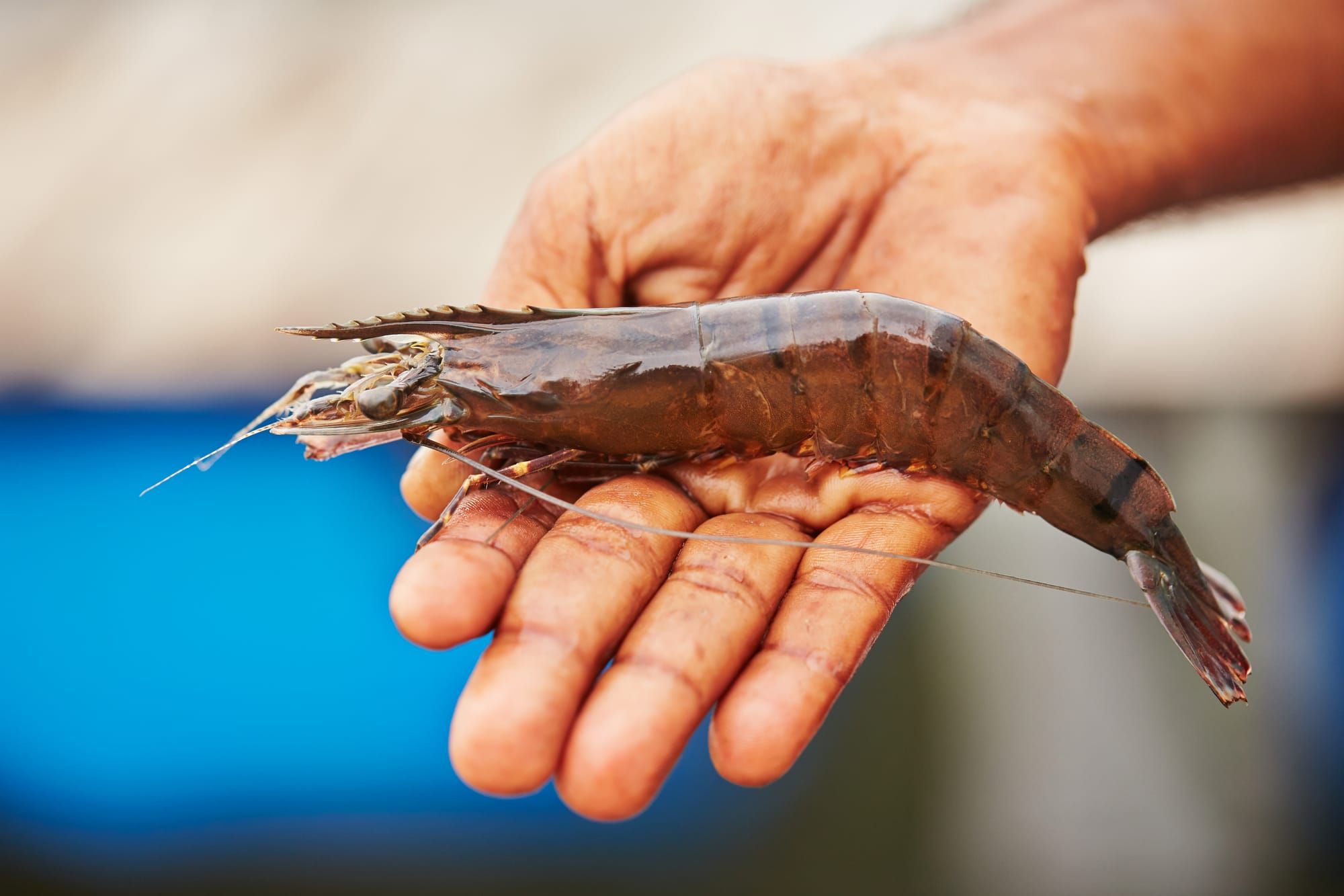 Shrimp Farming Feats and Fend-Offs Against White Spot Syndrome Virus