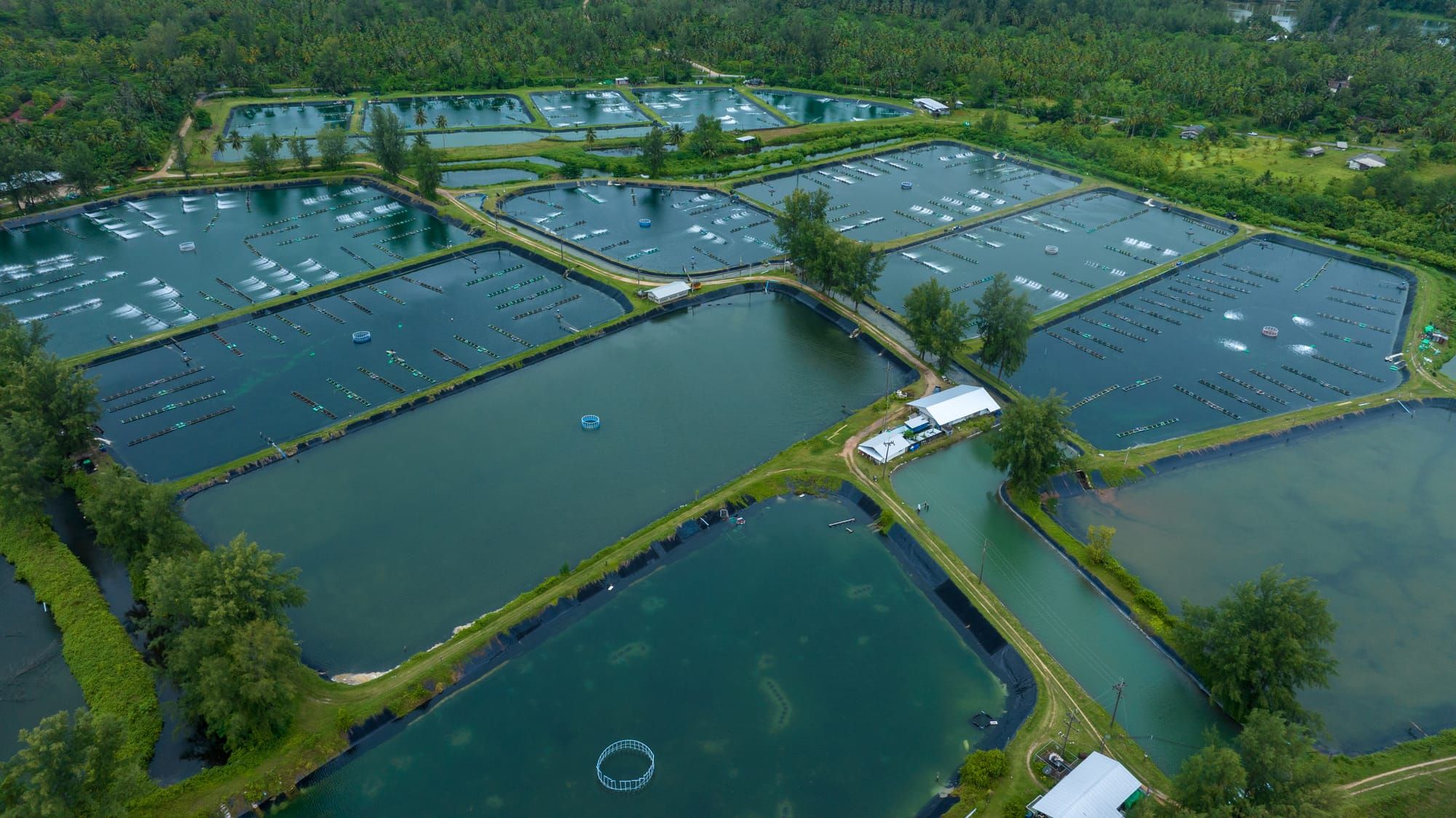 Pathogenic Bacteria and the Fishy Foes of Aquaculture