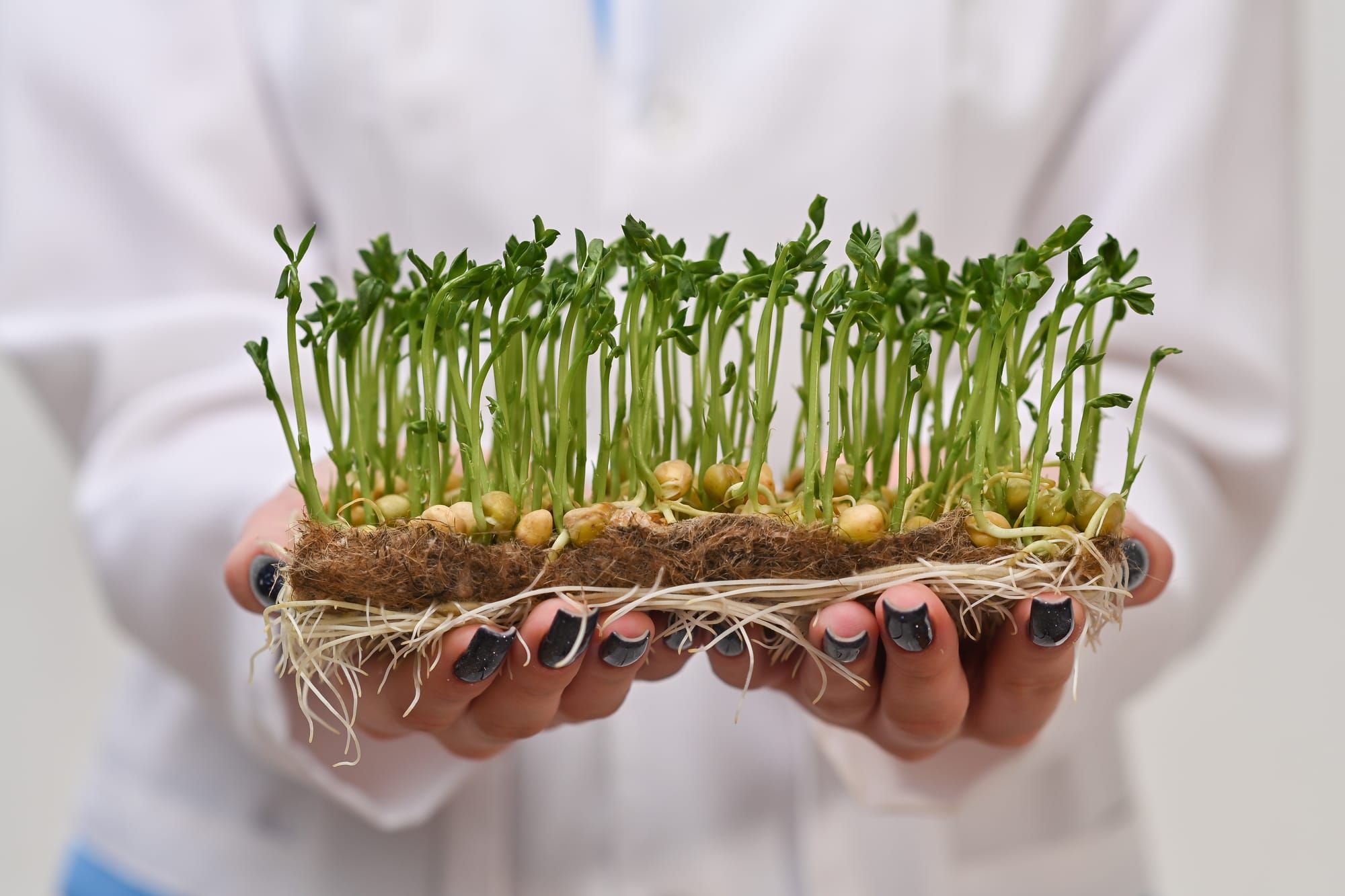 Plant Nutrition and Cultivating Growth from the Ground Up